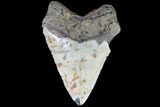 Huge, Fossil Megalodon Tooth - North Carolina #86971-2